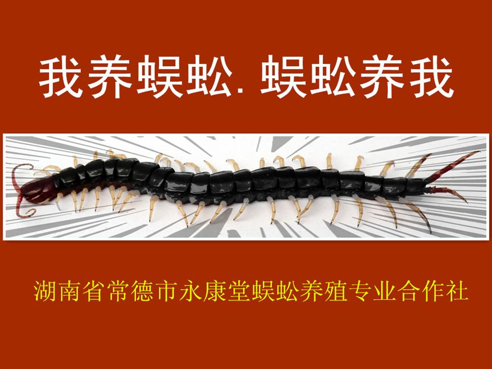 蜈蚣养殖及蜈蚣产品