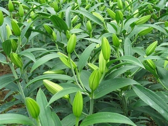 百合种植与加工销售