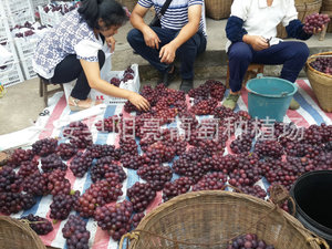 大量葡萄出售