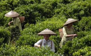 安化县乌云界茶业有限公司(1)