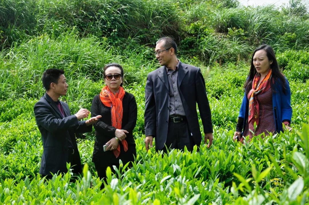 安化六步溪茶业有限公司（1）