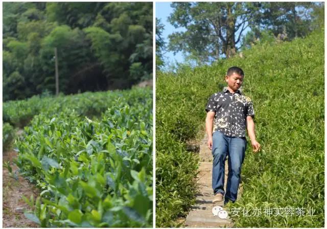 安化县亦神芙蓉茶业有限公司(1)