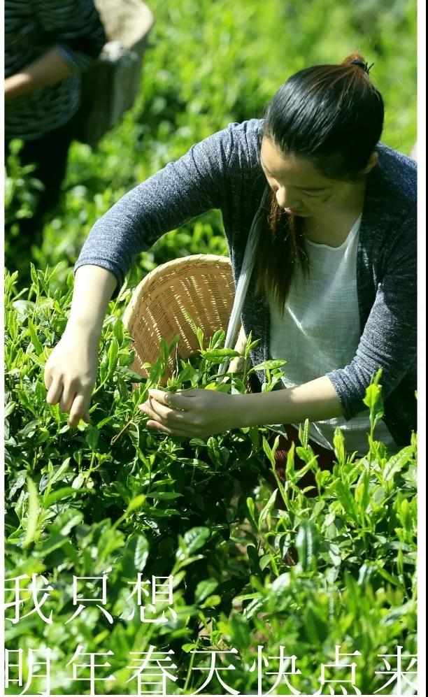 安化县庙山坑芙蓉茶业有限公司(1)